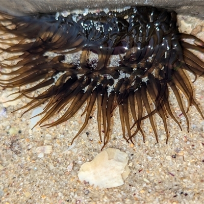 Unidentified Anemone, Jellyfish or Comb Jelly (Cnidaria, Ctenophora) at Vincentia, NSW - 20 Dec 2024 by Miranda