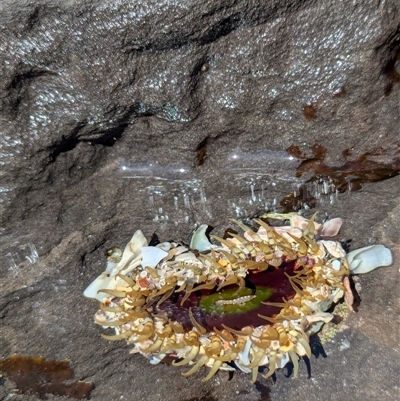 Unidentified Anemone, Jellyfish or Comb Jelly (Cnidaria, Ctenophora) at Vincentia, NSW - 20 Dec 2024 by Miranda