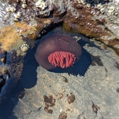 Actinia tenebrosa at Vincentia, NSW - 20 Dec 2024 by Miranda