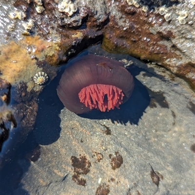 Actinia tenebrosa at Vincentia, NSW - 20 Dec 2024 by Miranda