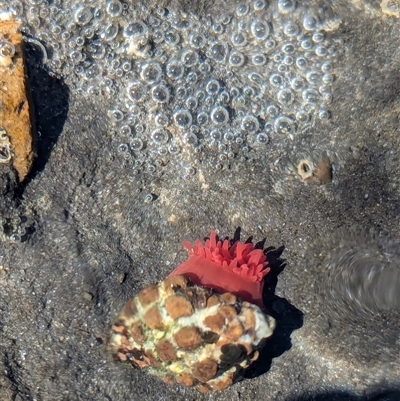 Unidentified Anemone, Jellyfish or Comb Jelly (Cnidaria, Ctenophora) at Vincentia, NSW - 20 Dec 2024 by Miranda