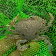 Unidentified Crab at Vincentia, NSW - 20 Dec 2024 by Miranda