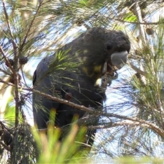 Calyptorhynchus lathami lathami (Glossy Black-Cockatoo) at Colo Vale, NSW - 6 May 2018 by GITM2