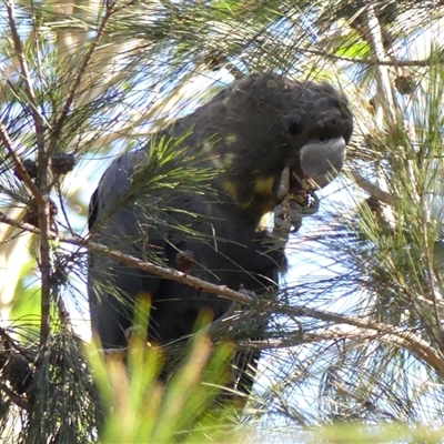 Calyptorhynchus lathami lathami (Glossy Black-Cockatoo) at Colo Vale, NSW - 6 May 2018 by GITM2