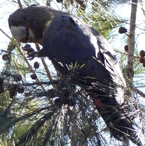 Calyptorhynchus lathami lathami at Colo Vale, NSW - suppressed