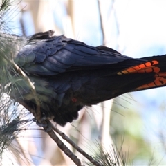 Calyptorhynchus lathami lathami at Colo Vale, NSW - suppressed