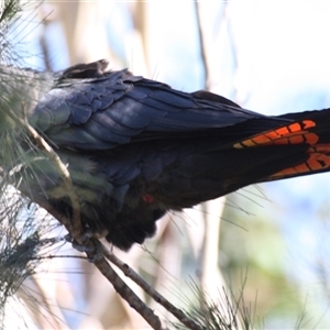 Calyptorhynchus lathami lathami at Colo Vale, NSW - suppressed