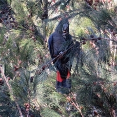 Calyptorhynchus lathami lathami at Colo Vale, NSW - suppressed