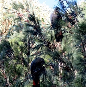 Calyptorhynchus lathami lathami at Colo Vale, NSW - suppressed