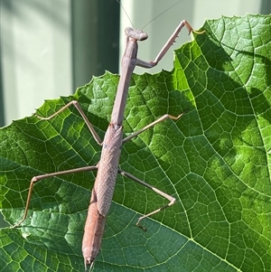 Archimantis latistyla (Stick Mantis, Large Brown Mantis) at Kambah, ACT by LinePerrins