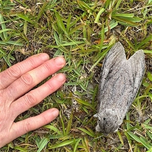 Endoxyla cinereas (Giant Wood Moth) at Cunjurong Point, NSW by yellowboxwoodland