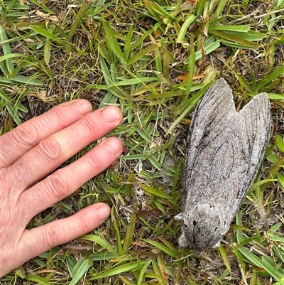 Endoxyla cinereas (Giant Wood Moth) at Cunjurong Point, NSW - 21 Dec 2024 by yellowboxwoodland