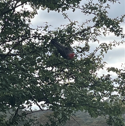 Callocephalon fimbriatum (Gang-gang Cockatoo) at Cook, ACT - 22 Dec 2024 by Spar