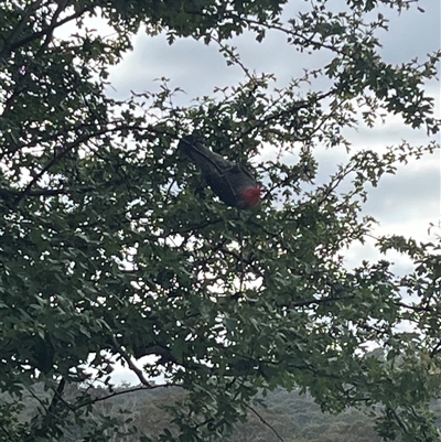 Callocephalon fimbriatum (Gang-gang Cockatoo) at Cook, ACT - 21 Dec 2024 by Spar