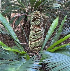 Lepidozamia peroffskyana (Pineapple Zamia) at Lorne, NSW - 22 Dec 2024 by Butlinz