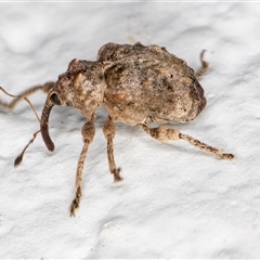 Unidentified Weevil (Curculionoidea) at Melba, ACT - 20 Dec 2024 by kasiaaus