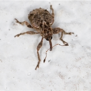 Gerynassa sp. (genus) at Melba, ACT - 20 Dec 2024