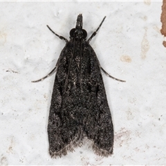 Eudonia anthracias (A Crambid moth (Scopariinae)) at Melba, ACT - 20 Dec 2024 by kasiaaus