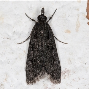 Eudonia anthracias at Melba, ACT - 20 Dec 2024 10:30 PM