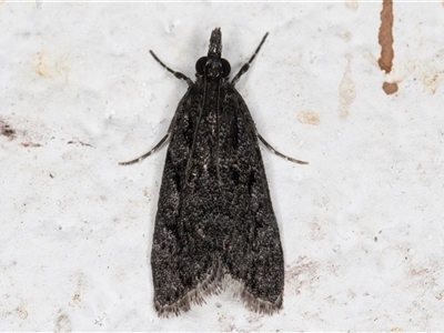 Eudonia anthracias (A Crambid moth (Scopariinae)) at Melba, ACT - 20 Dec 2024 by kasiaaus