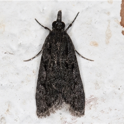 Eudonia anthracias (A Crambid moth (Scopariinae)) at Melba, ACT - 20 Dec 2024 by kasiaaus