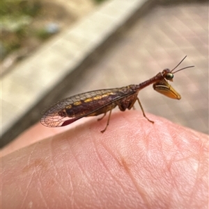 Spaminta minjerribae at Aranda, ACT - 22 Dec 2024 09:54 AM