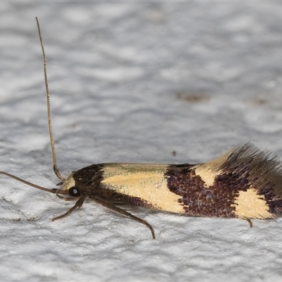 Opogona comptella (A fungus moth) at Melba, ACT - 20 Dec 2024 by kasiaaus