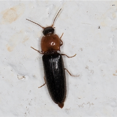 Elateridae (family) (Unidentified click beetle) at Melba, ACT - 20 Dec 2024 by kasiaaus