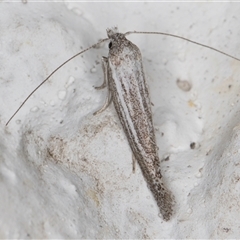 Gelechioidea (superfamily) at Melba, ACT - 20 Dec 2024 10:36 PM