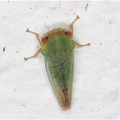 Unidentified Leafhopper or planthopper (Hemiptera, several families) at Melba, ACT - 20 Dec 2024 by kasiaaus