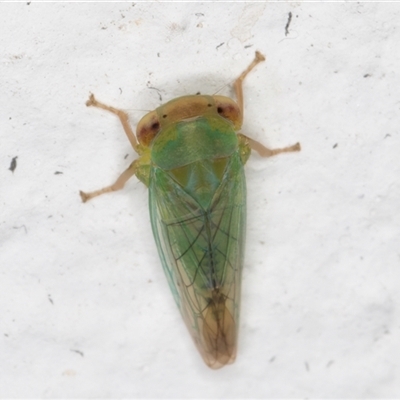 Unverified Leafhopper or planthopper (Hemiptera, several families) at Melba, ACT - 20 Dec 2024 by kasiaaus