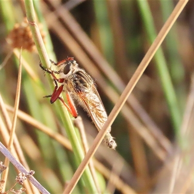 Zosteria sp. (genus) (Common brown robber fly) at Throsby, ACT - 21 Dec 2024 by TCosta