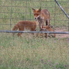 Vulpes vulpes (Red Fox) at Hume, ACT - 21 Dec 2024 by SandraH