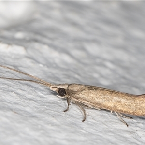 Lecithoceridae (family) at Melba, ACT - 20 Dec 2024