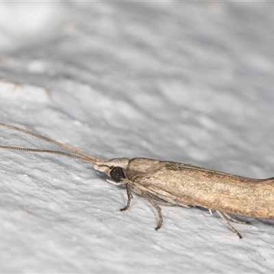 Lecithoceridae (family) (Tropical Longhorned Moths) at Melba, ACT - 20 Dec 2024 by kasiaaus