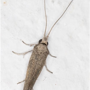 Lecithoceridae (family) at Melba, ACT - 20 Dec 2024