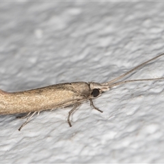 Lecithoceridae (family) at Melba, ACT - 20 Dec 2024