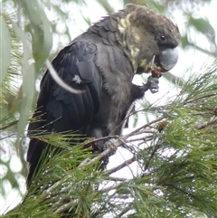 Calyptorhynchus lathami lathami (Glossy Black-Cockatoo) at Colo Vale, NSW - 12 Dec 2020 by GITM2