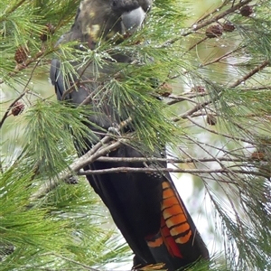 Calyptorhynchus lathami lathami at Colo Vale, NSW - suppressed