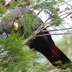 Calyptorhynchus lathami lathami at Colo Vale, NSW - suppressed