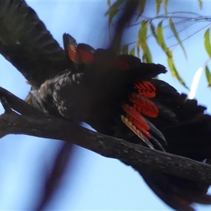 Calyptorhynchus lathami lathami at Colo Vale, NSW - suppressed