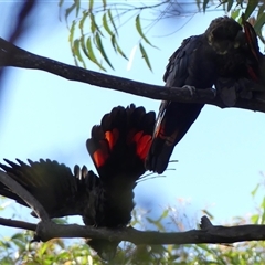 Calyptorhynchus lathami lathami at Colo Vale, NSW - suppressed