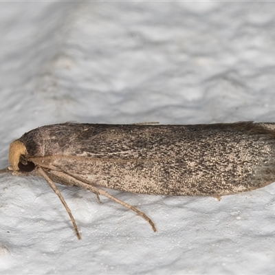 Achroia grisella (Lesser wax moth) at Melba, ACT - 20 Dec 2024 by kasiaaus