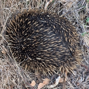 Tachyglossus aculeatus at Watson, ACT by sbittinger