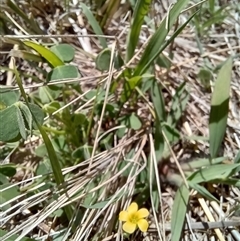 Oxalis exilis at Griffith, ACT - 18 Dec 2024 by SRoss