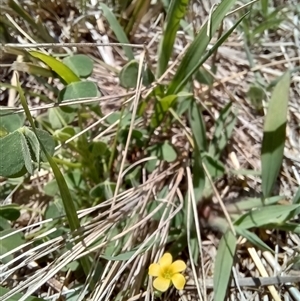 Oxalis sp. at Griffith, ACT - 18 Dec 2024