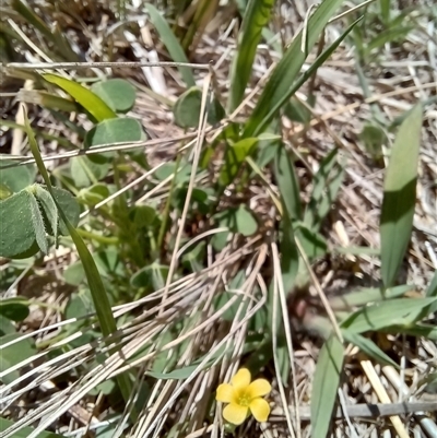 Oxalis exilis at Griffith, ACT - 18 Dec 2024 by SRoss