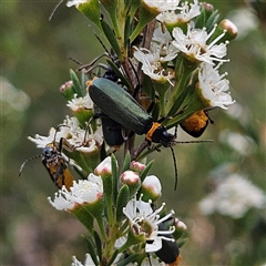 Chauliognathus lugubris (Plague Soldier Beetle) at Bombay, NSW - 21 Dec 2024 by MatthewFrawley