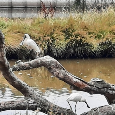 Platalea regia (Royal Spoonbill) at Monash, ACT - 22 Dec 2024 by MB