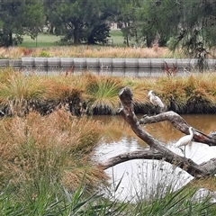 Platalea regia at Monash, ACT - 22 Dec 2024